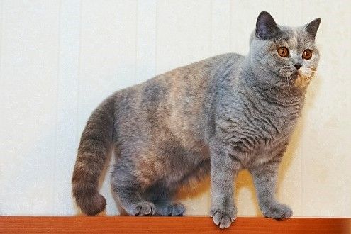 duży kot brytyjski z hodowli czankra