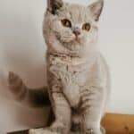 kot brytyjski o barwie beżowej