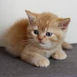 mały rudawy kot brytyjski